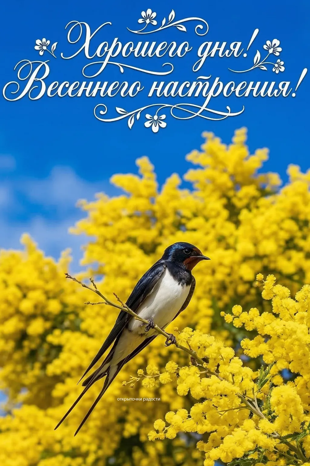 Открытка «Хорошего дня с ласточкой»